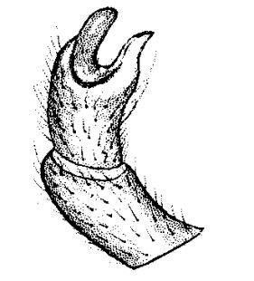 species