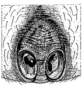 species