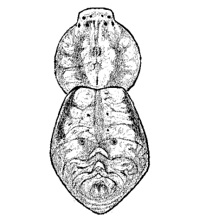 species