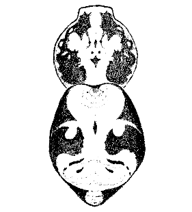 species