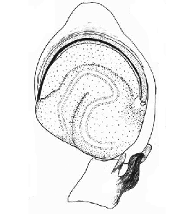 species