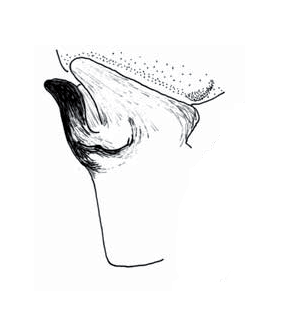 species