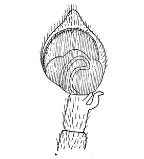 species