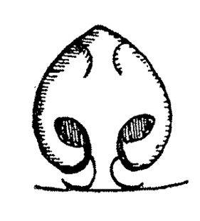 species