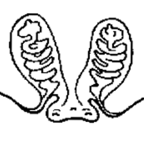 speciesimage