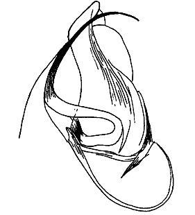speciesimage