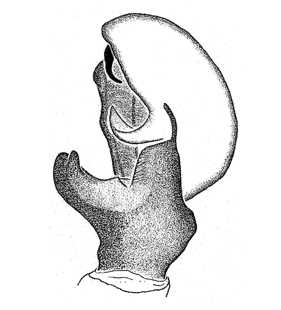 speciesimage