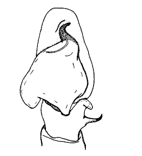 speciesimage
