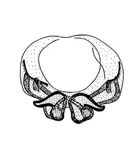 speciesimage