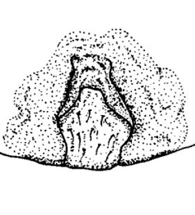 species