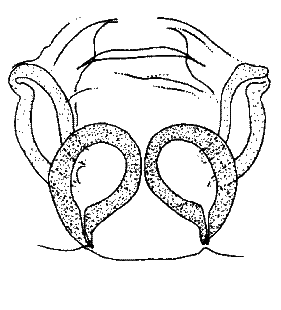 species