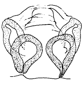 species
