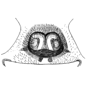 speciesimage