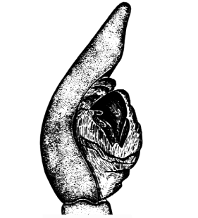 speciesimage