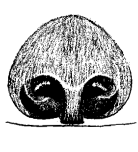 speciesimage