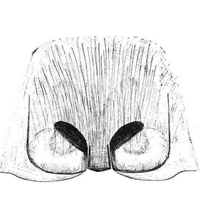 species