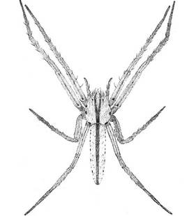 species