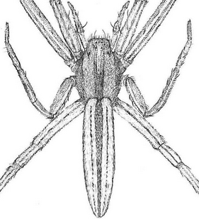 species