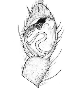 species