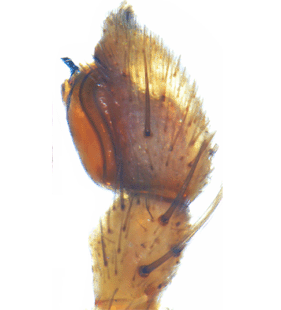 species