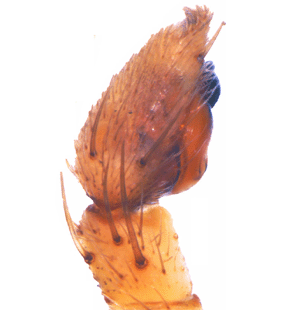 species