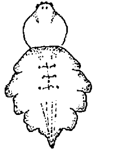 speciesimage