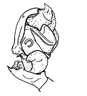 speciesimage