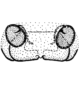 speciesimage