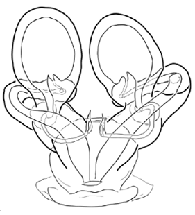 species
