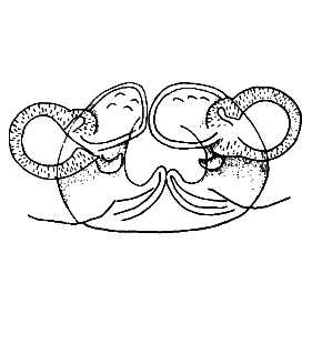 speciesimage