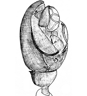 species