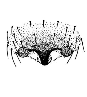 speciesimage