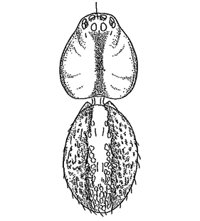 speciesimage