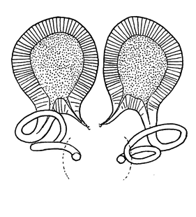speciesimage
