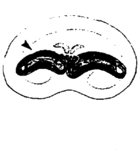 speciesimage