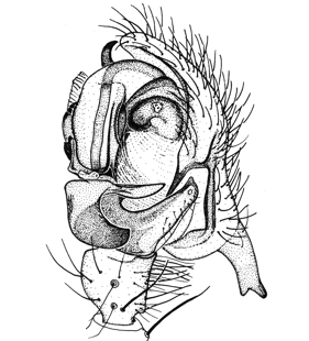 speciesimage