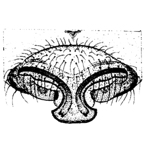 speciesimage