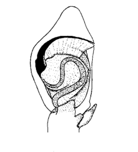 species