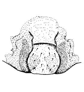species