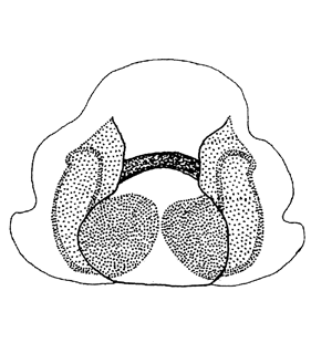 species
