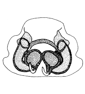 species
