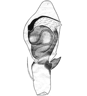 species