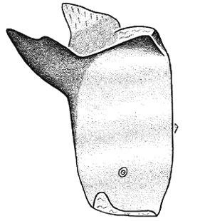 species