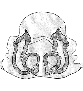 species