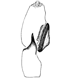 species