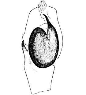 species