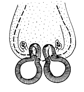 speciesimage