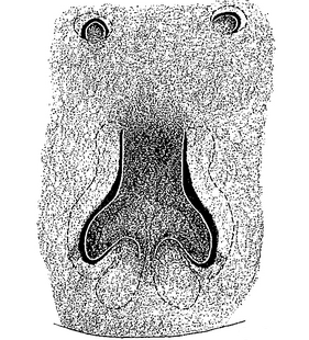 species
