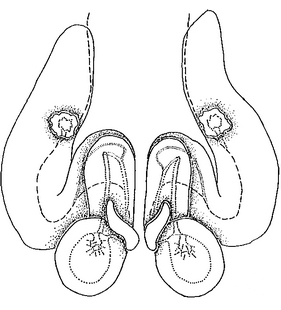 species