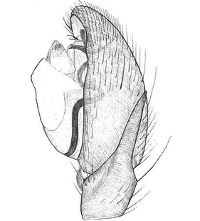 species